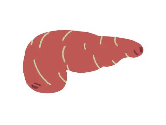 サツマイモ・肝臓